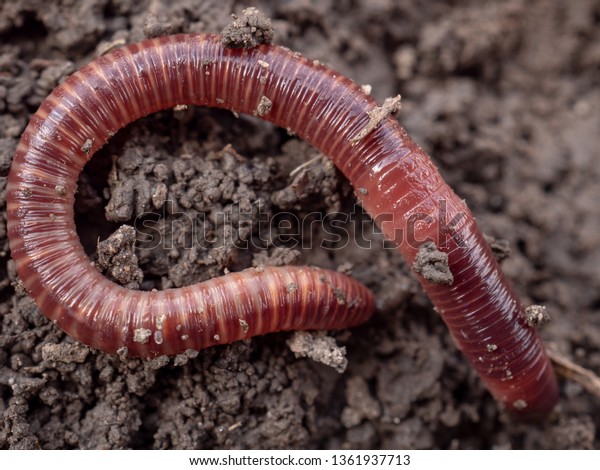 Earthworms in black soil of greenhouse. Macro\
Brandling, panfish, trout, tiger, red wiggler, Eisenia\
fetida.\
Garden compost and worms recycling plant waste into rich\
soil improver and\
fertilizer