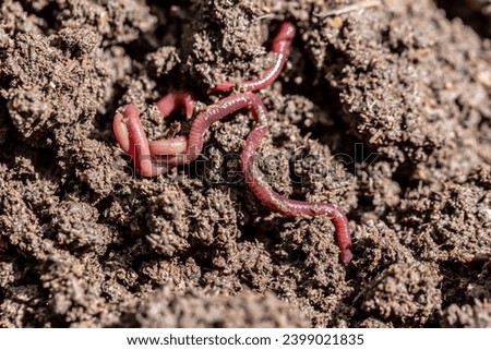 Earthworms are burrowing in the soil.