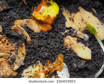 Earthworms and compost bin. Worm composting is using worms to recycle food scraps and other organic material into a valuable soil amendment called vermicompost, - Powered by Shutterstock