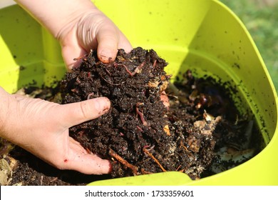 Earthworms In Green Vermicomposter, Hidden In Dirt, Making Compost