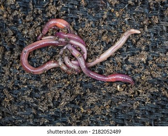 Earthworms in a knot on a degrading jute cloth. Vermicompost. Lubricus rubellis.                              