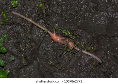 Earthworms Mating On Muddy Ground. The Hermaphrodite Invertebrates Mate On The Surface With Part Of Their Bodies Still Underground.