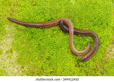 Earthworms On Green Moss. Annelids, Lumbricidae.