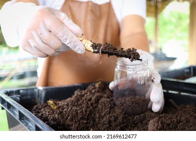 Earthworms on shovel in gardener hand, earthworms in dirt for agricultural field and gardening, sustainable agriculture and organic farming concept. - Shutterstock ID 2169612477
