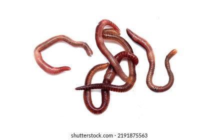 7,402 Earthworm White Background Images, Stock Photos & Vectors ...