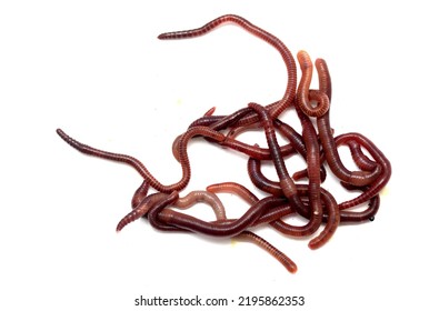 7,402 Earthworm White Background Images, Stock Photos & Vectors ...