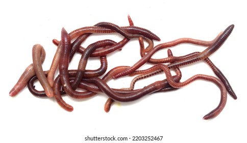 7,402 Earthworm White Background Images, Stock Photos & Vectors ...