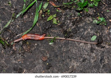   Earthworms (pairing).