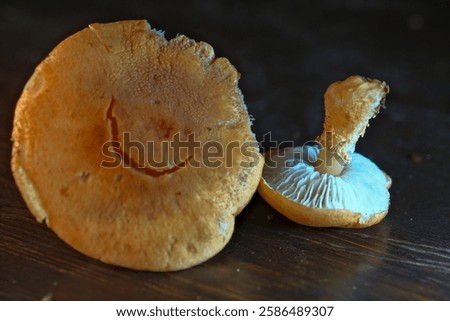 The Earthy Powdercap (Cystoderma amianthinum) is an edible mushroom. Cystodermella cinnabarina powdercap mushroom