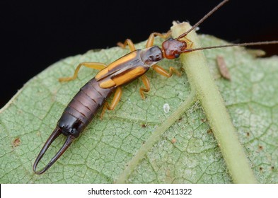 Earwig