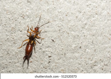 Earwig