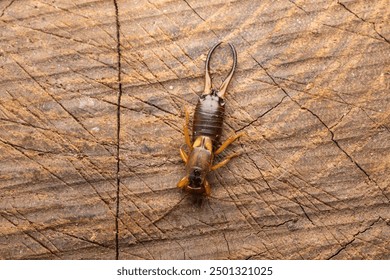 Earwig bug close up photo