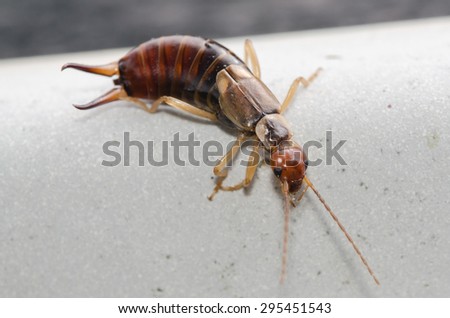 Earwig Crawling