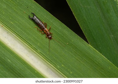 Earwig insect on the sugarcane leaf finding its prey. 