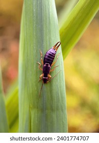 earwig on leaves spring garden