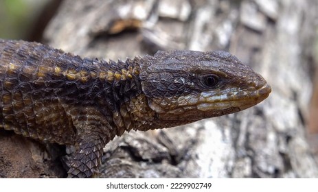 East African armadillo lizard or tropical girdled lizard (Cordylus tropidosternum) 