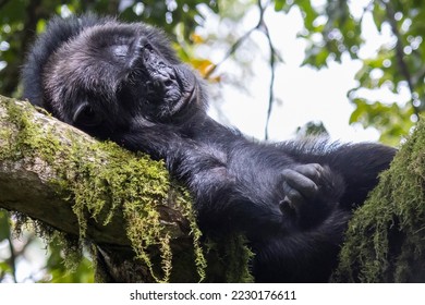 East African chimp gives me the finger whilst sleeping in a tree in total rest.