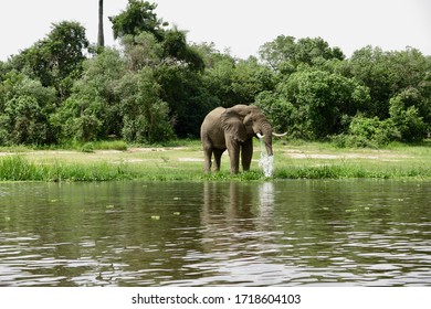 East African Elephant Drinking Bank River Stock Photo 1718604103