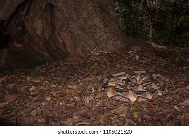 East African Gaboon Adder