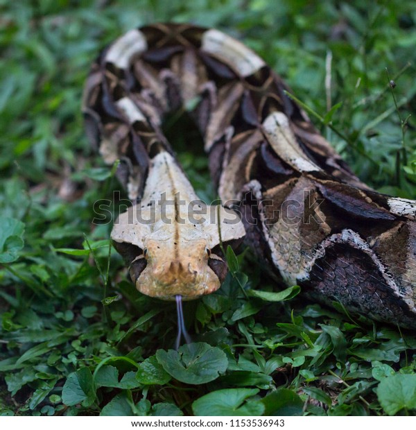 East African Gaboon Viper Bitis Gabonica Foto De Stock 1153536943 ...