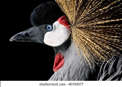 1,637 East African Grey Crowned Crane Images, Stock Photos & Vectors 