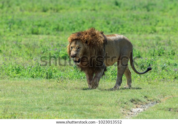 East African Lion Panthera Leo Melanochaita の写真素材 今すぐ編集