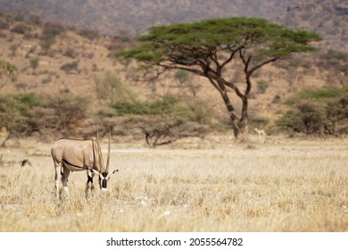 East African Oryx - Oryx beisa also Beisa, antelope from East Africa, found in steppe and semidesert throughout the Horn of Africa, two coloured, horned antelope. - Powered by Shutterstock