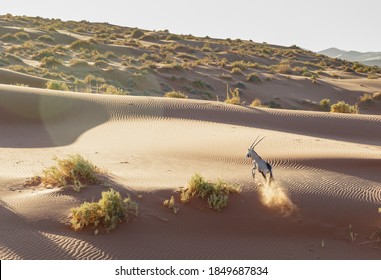 east African Oryx running in Sossusvlei in the Namibian desert