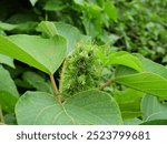 East Asian mallotus (Mallotus japonicus) bears fruits in the bush on the hill in northern Taiwan.