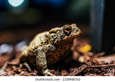 EAST DUBUQUE, UNITED STATES - Sep 18, 2021: A Shallow Focus Of A Houston Toad Sitting Under Light For Food With Blurred Background