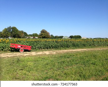 A East End, North Fork, Long Island Farm With Sunflowers.