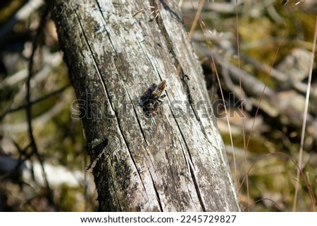 east european robbe fly (Asilus crabroniformis) with prey on a branch.