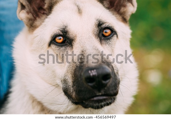 byelorussian shepherd