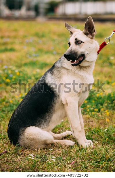 byelorussian shepherd