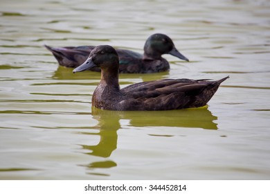 East Indies Ornamental Ducks At Local Pond 