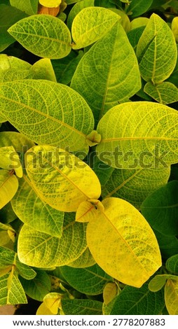 East Java 2026, a collection of tropical leaves in a bright, fresh yellowish green. The detailed veins are clearly visible, forming an artistic and eye-catching natural pattern. The combination of light green, yellow, and dark shadows between the leaves creates a warm and calming impression. The overlapping leaves create a lush, natural feel, as if conjuring up a lush, vibrant garden. 