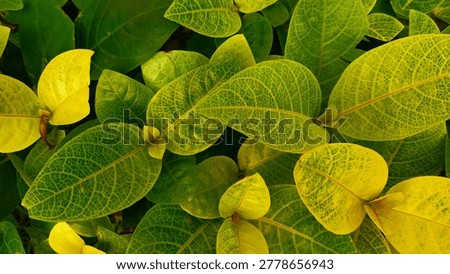 East Java 2026, a collection of tropical leaves in a bright, fresh yellowish green. The detailed veins are clearly visible, forming an artistic and eye-catching natural pattern. The combination of light green, yellow, and dark shadows between the leaves creates a warm and calming impression. The overlapping leaves create a lush, natural feel, as if conjuring up a lush, vibrant garden. 