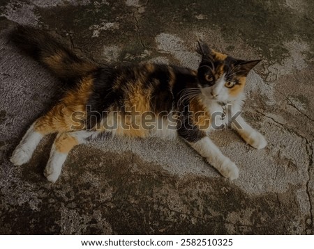 East Java, Indonesia - February 7th, 2025

Three striped cats, also called telon cats or calico cats, are domestic cats that are white with stripes of two other colors, namely orange and black