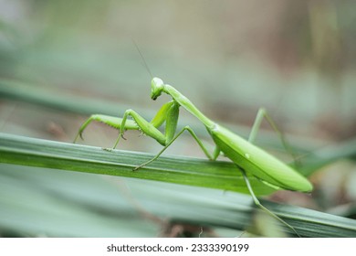 East Java, Indonesia on June 1, 2020 a praying mantis walking on a leaf - Powered by Shutterstock