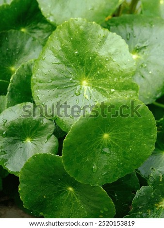 East Java, Indonesian - 21 September 2024 : Close-up view of fresh green Gotu Kola leaves, glistening with droplets of water.