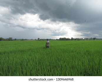 east java rice plants