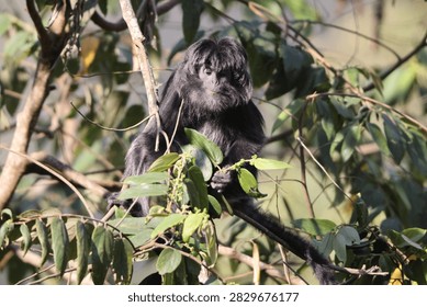 East Javan langur (Trachypithecus auratus), also known as the ebony lutung, Javan langur or Javan lutung, is an Old World monkey from the Colobinae subfamily.
