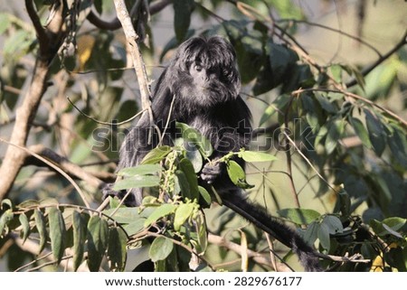 East Javan langur (Trachypithecus auratus), also known as the ebony lutung, Javan langur or Javan lutung, is an Old World monkey from the Colobinae subfamily.