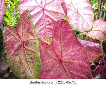 East Kalimantan, 13 November 2022: Ornamental Plant With Broad Leaf Types Of Caladium