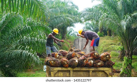 23,576 Palm Oil Plantation Images, Stock Photos & Vectors | Shutterstock