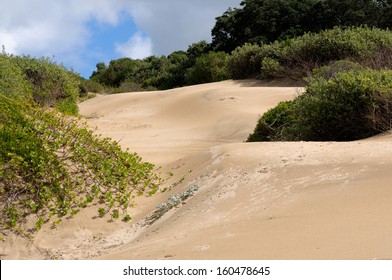 East London, South Africa, Dune Landscape