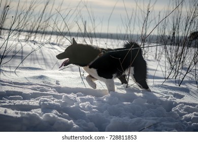 East Siberian Laika