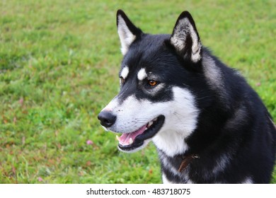 East Siberian Laika Hunting Dog