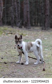 East Siberian Laika On A Walk