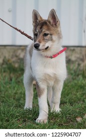 East Siberian Laika On A Walk